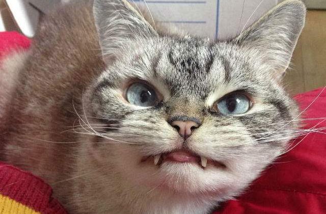 [FOTO] Aceasta este Loki, pisicuta-vampir cu privire malefica