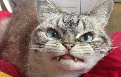  Foto  Aceasta este Loki, pisicuta-vampir cu privire malefica