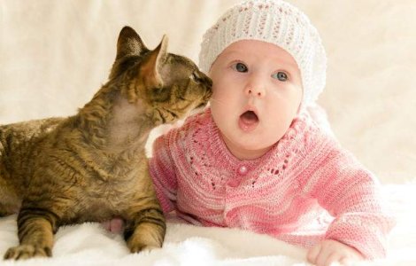  Video  Cum reactioneaza un bebelus cand vede pentru prima data pisica familiei