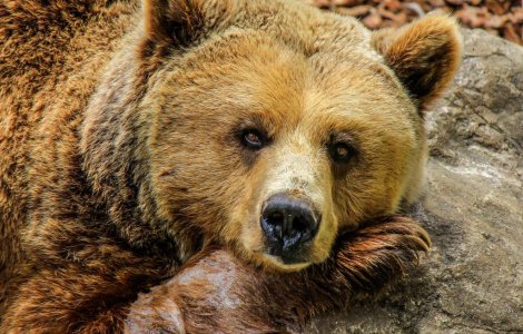 Adolescent de 14 ani, atacat de un urs in judetul Harghita