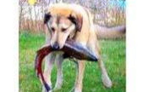 Isi vinde cainele pentru ca-l umileste la pescuit