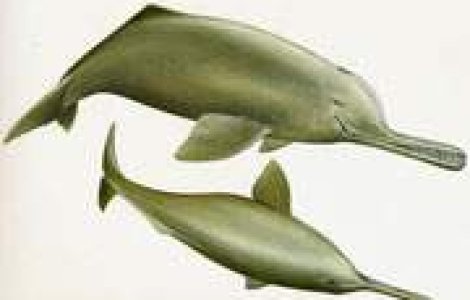 Un delfin a fost lovit pana la moarte