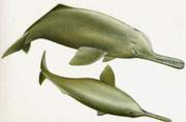 Un delfin a fost lovit pana la moarte