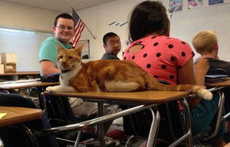  Foto  Aceasta pisica are legitimatie de student