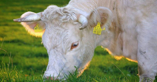 Federatiei Crescatorilor de Bovine: Inca un pic si dam o vaca pe un pantof