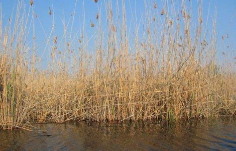 Cati bani se vor aloca pentru inlaturarea efectelor produse de seceta in Delta Dunarii