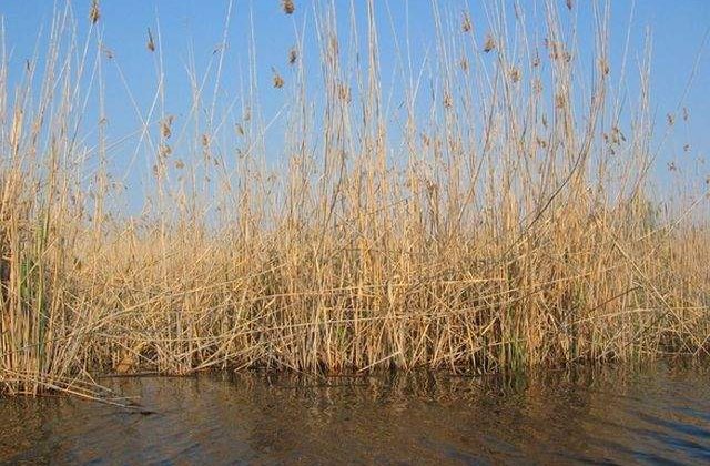 Cati bani se vor aloca pentru inlaturarea efectelor produse de seceta in Delta Dunarii