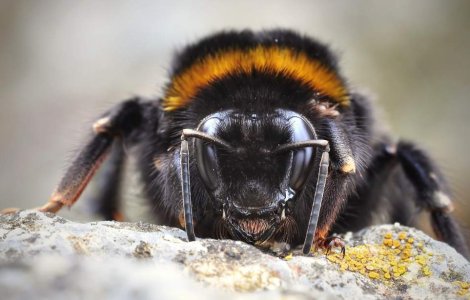  Top  SIGUR nu stiai! Zece insecte care au capacitati UIMITOARE