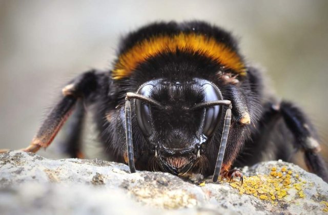 SIGUR nu stiai! Zece insecte care au capacitati UIMITOARE