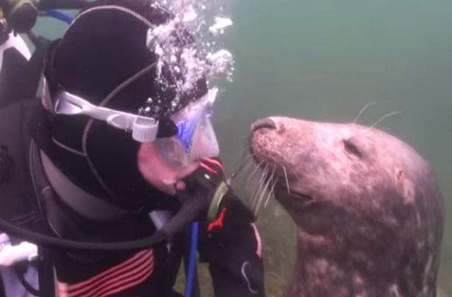 [VIDEO] Adorabil: aceasta foca i-a cerut unui scafandru sa o mangaie pe burtica