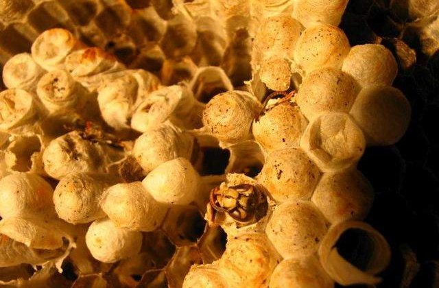 Studiu: O posibila arma eficienta in lupta impotriva cancerului, descoperita de cercetatori