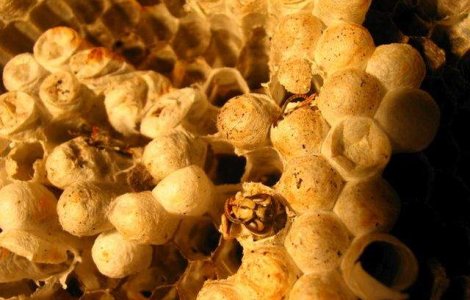 Veninul viespilor, o arma eficienta in lupta impotriva cancerului