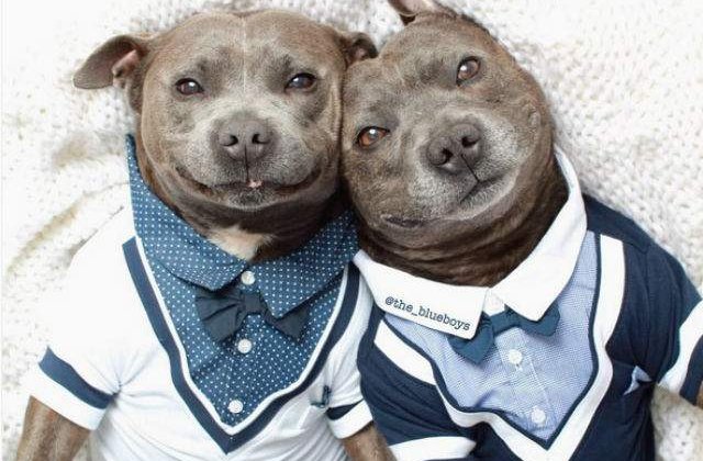 [FOTO] Acesti frati pitbull au cucerit Internetul. Uite cat sunt de haiosi