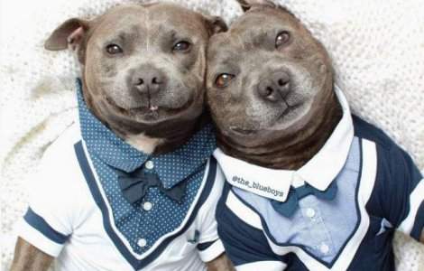  Foto  Acesti frati pitbull au cucerit Internetul. Uite cat sunt de haiosi