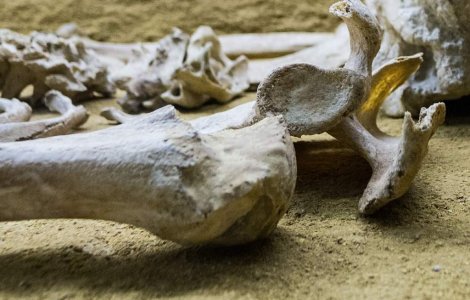 Muntii Apuseni: Osemintele unor partizani ucisi de Securitate in 1949, DESCOPERITE