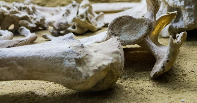 Muntii Apuseni: Osemintele unor partizani ucisi de Securitate in 1949, DESCOPERITE