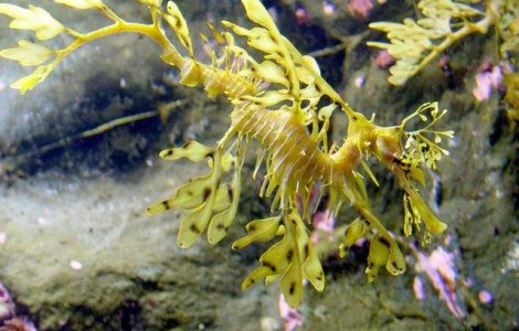  Top  Nu te lasa pacalit! Cele mai iscusite animale in arta camuflarii