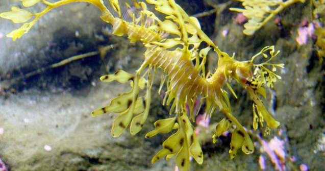  Top  Nu te lasa pacalit! Cele mai iscusite animale in arta camuflarii