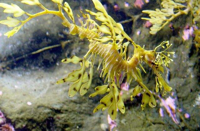 Nu te lasa pacalit! Cele mai iscusite animale in arta camuflarii