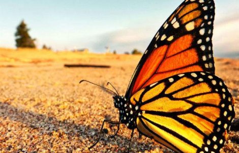  Video  Metamorfoza unui fluture monarh intr-un timelapse superb