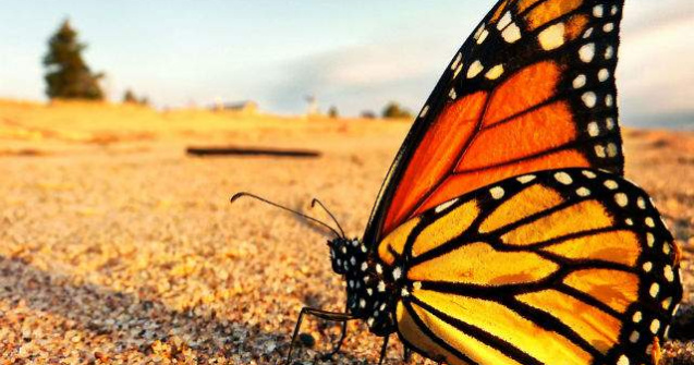  Video  Metamorfoza unui fluture monarh intr-un timelapse superb