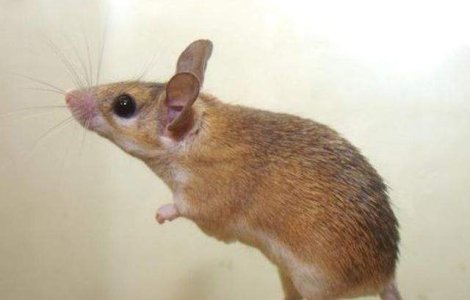 Studiu: Soareci surzi, vindecati cu ajutorul terapiei genice