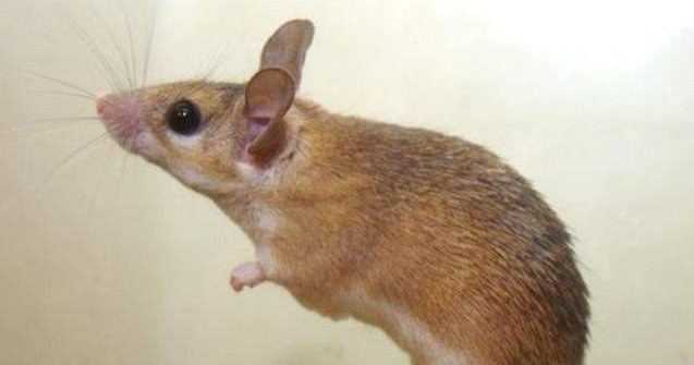 Studiu: Soareci surzi, vindecati cu ajutorul terapiei genice
