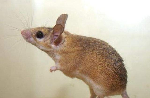 Studiu: Soareci surzi, vindecati cu ajutorul terapiei genice