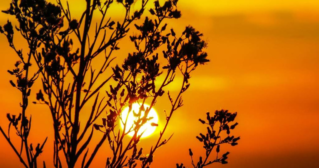 Vaslui: Trei frati, gasiti abandonati pe camp, la 35 de grade