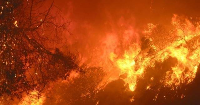 Zeci de hectare de vegetatie au ars in Rezervatia Biosfera Delta Dunarii