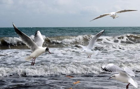 Cat au cheltuit romanii pe litoral in primul weekend din septembrie