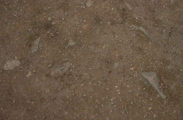 Studiu: Un nou tip de virus URIAS, descoperit in solul inghetat al Siberiei