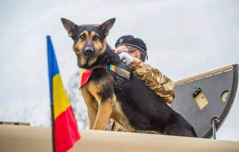 Max, fostul caine al Armatei Romane, a incetat din viata