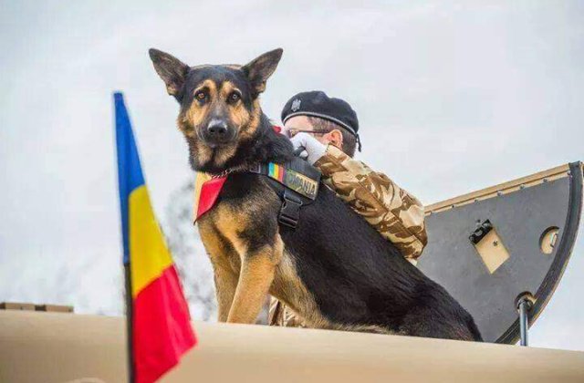 Max, fostul caine al Armatei Romane, a incetat din viata