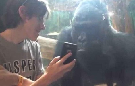  Video  Ce face aceasta gorila cand cineva ii arata fotografia altei gorile