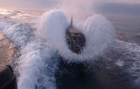  Video  Momente terifiante: 30 de balene ucigase urmaresc o barca de pescuit