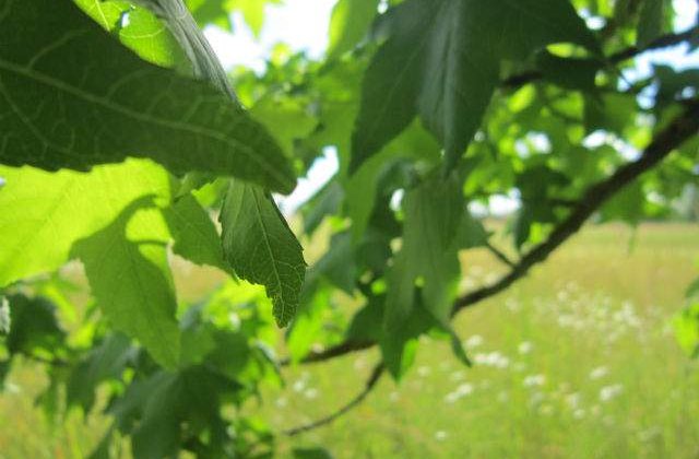 Avertizare meteo: Temperaturi NEOBISNUIT de ridicate in urmatoarele ore