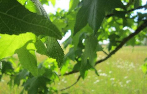 Temperaturi NEOBISNUIT de ridicate in urmatoarele ore