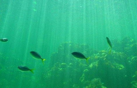 Studiu: Populatiile de vietuitoare marine au scazut la jumatate fata de anul 1970