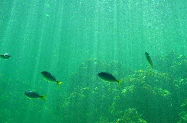 Studiu: Populatiile de vietuitoare marine au scazut la jumatate fata de anul 1970