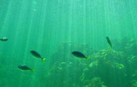 Studiu: Populatiile de vietuitoare marine au scazut la jumatate fata de anul 1970