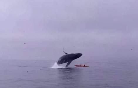 O balena de 30 tone se prabuseste peste doi tineri aflati in caiac