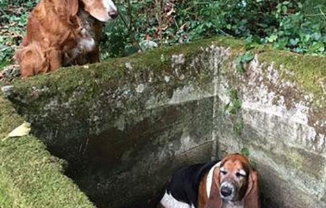 Cel mai loial caine: a stat langa prietenul sau captiv o saptamana