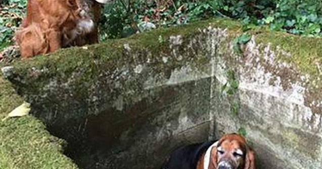 Cel mai loial caine: a stat langa prietenul sau captiv o saptamana