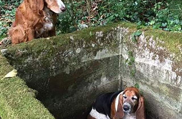 [FOTO] Cel mai loial caine: a stat langa prietenul sau captiv timp de o saptamana