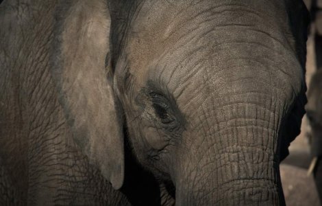 Extinctia elefantilor, prevenita prin tehnologii avansate