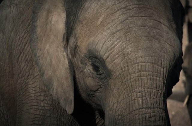 Extinctia elefantilor, prevenita prin tehnologii avansate