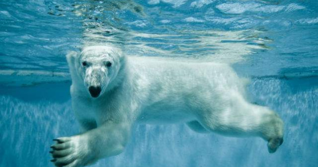 Un urs polar loveste geamul de la zoo cu o piatra