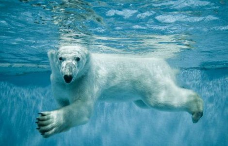 Un urs polar loveste geamul de la zoo cu o piatra