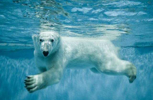 [VIDEO] Un urs polar loveste geamul de la zoo cu o piatra